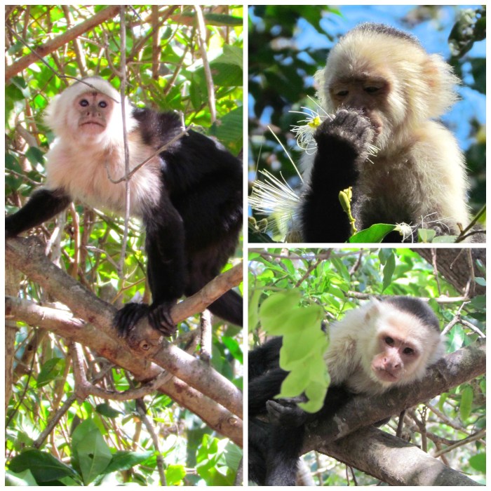 white-faced capuchins, monkeys