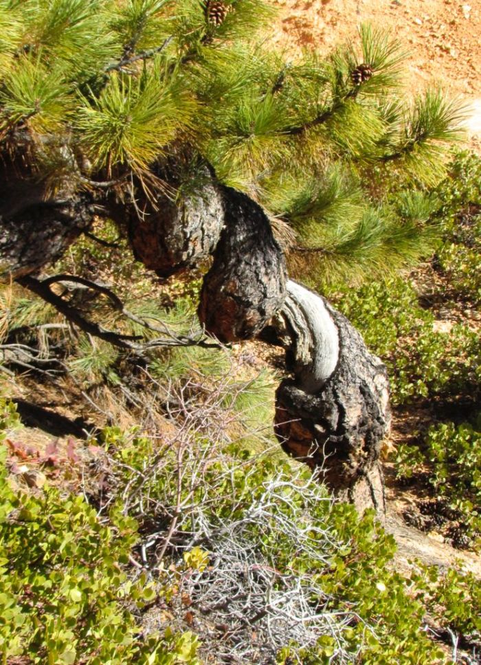 Wild twisted tree trunk of the Bristlecone Pine, the oldest tree species on earth.