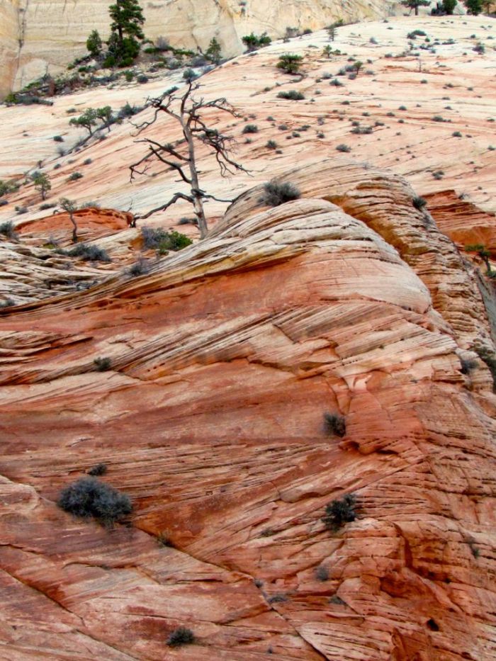 Colourful sandstone cliff - Zion