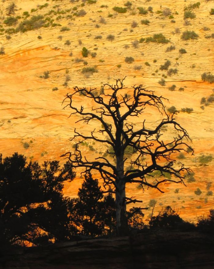 A rich colourful backdrop for a shapely tree