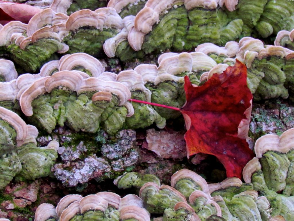Green bracket fungi