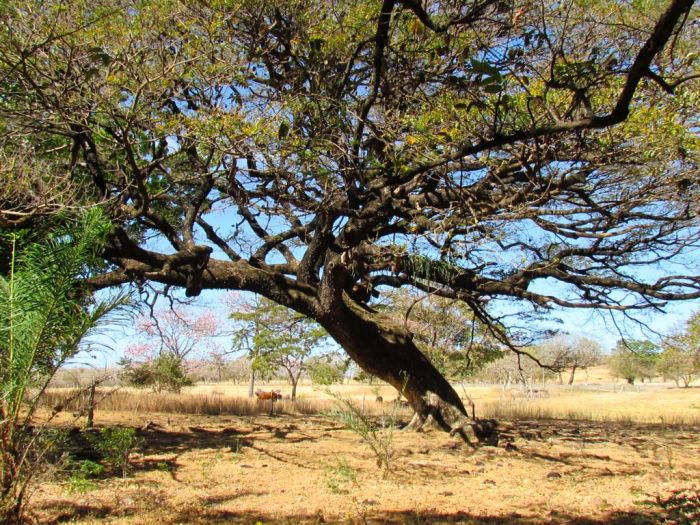 Guanacaste tree - National tree of Costa Rica
