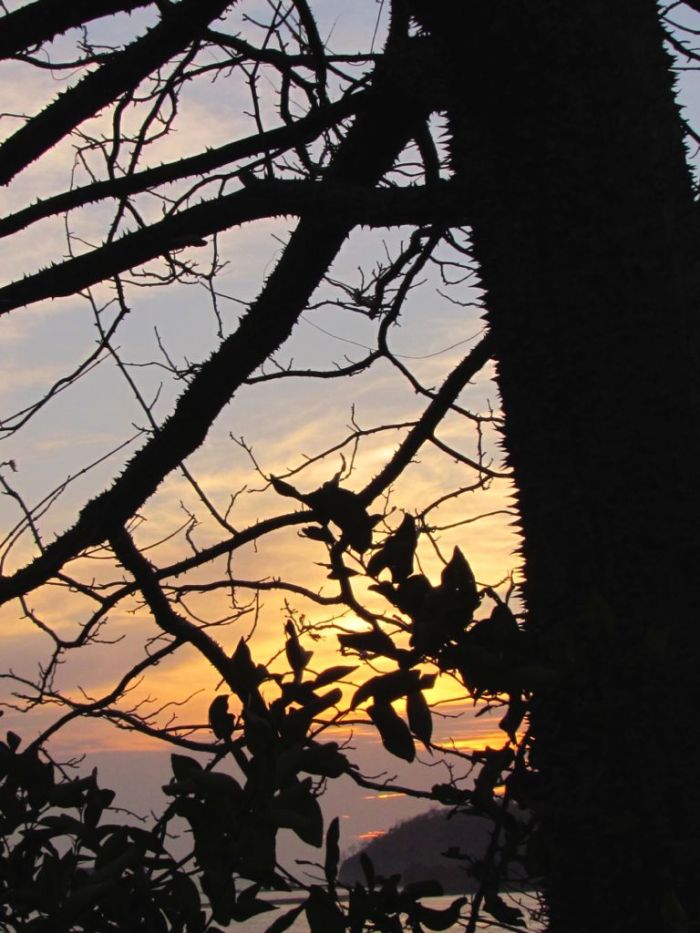 Thorny tree at sunset
