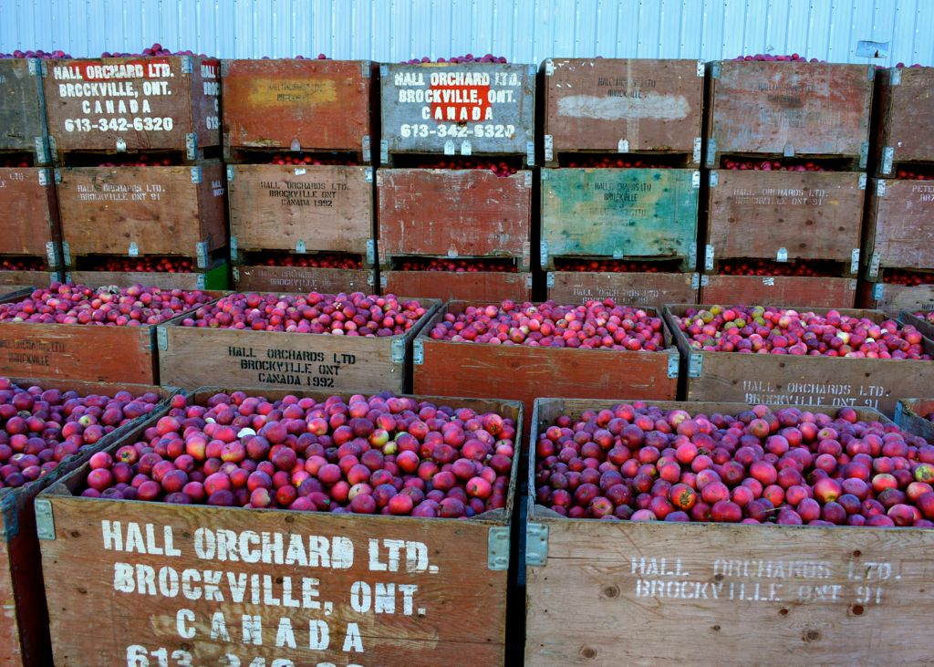 Hall's Apple Market