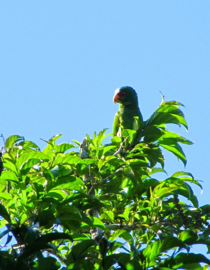 Great Green Macaw
