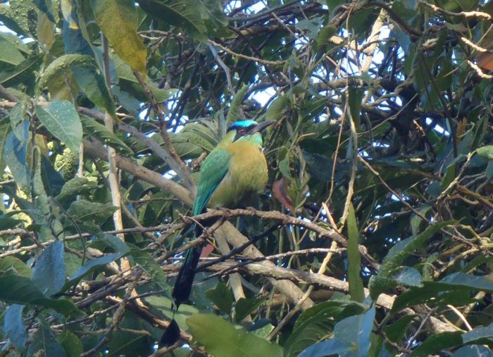 Sorry, we don't know our birds, but if anyone can let us know we'll be glad to update this photo -- update: this is the Blue-crowned Motmot