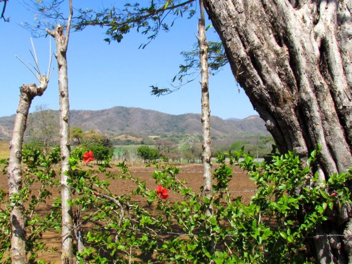 Countryside living fences