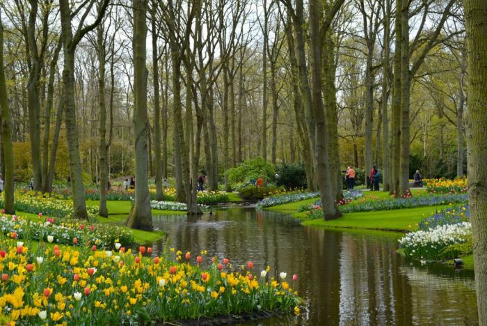tulips surrounding a pond at the Keukenhof