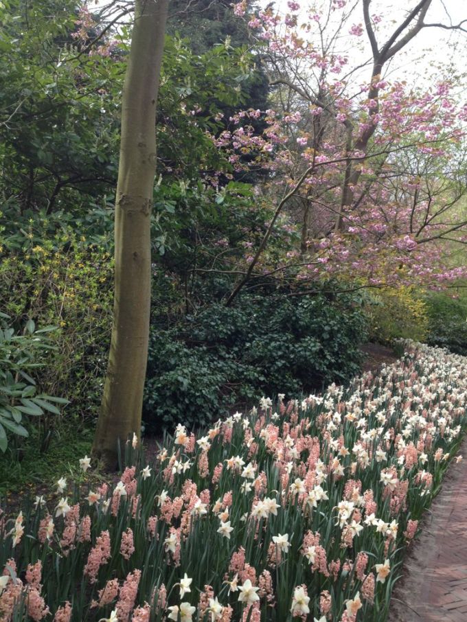 pink and white flowers border at the Keukenhof