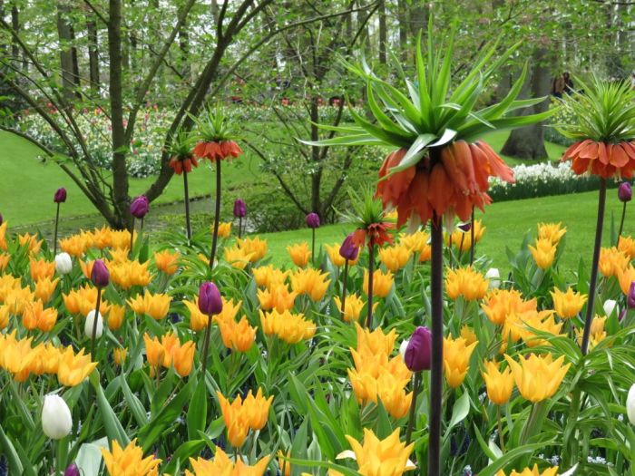 yellow tulips at the Keukenhof
