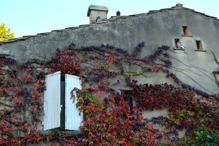 Colourful fall vines 