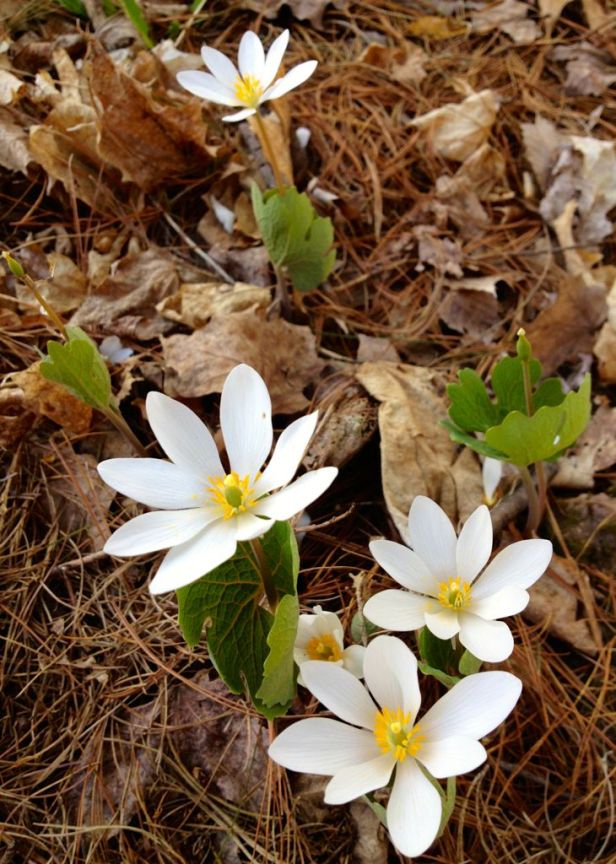 Bloodroot, Sanguinaria canadensis, spring flowers 