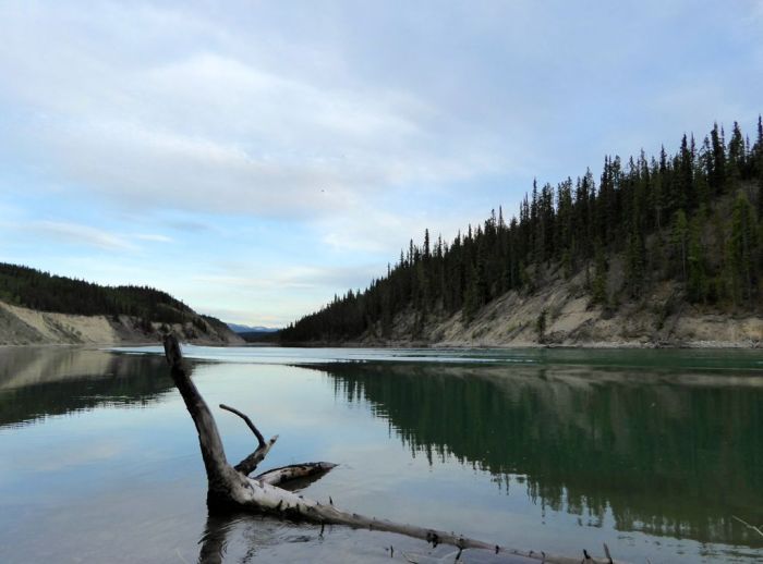 Still water on the Yukon River
