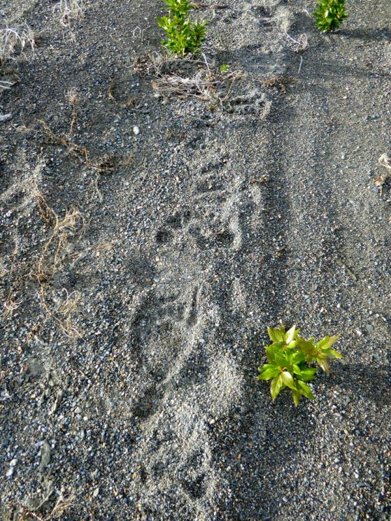 Bear track along the rocky beach 