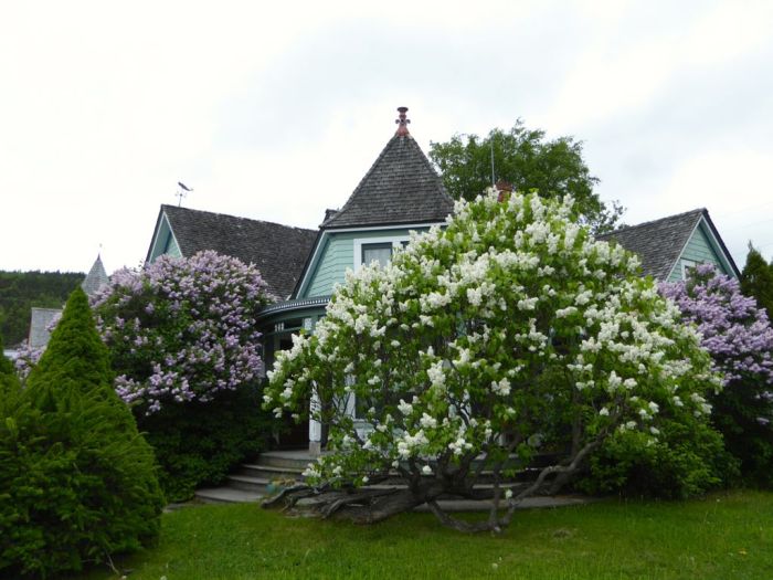 Lilacs in bloom. Skagway, Alaska 