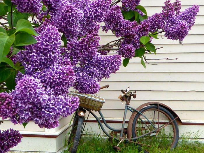 Rusted bike and Lilac. Skagway, Alaska
