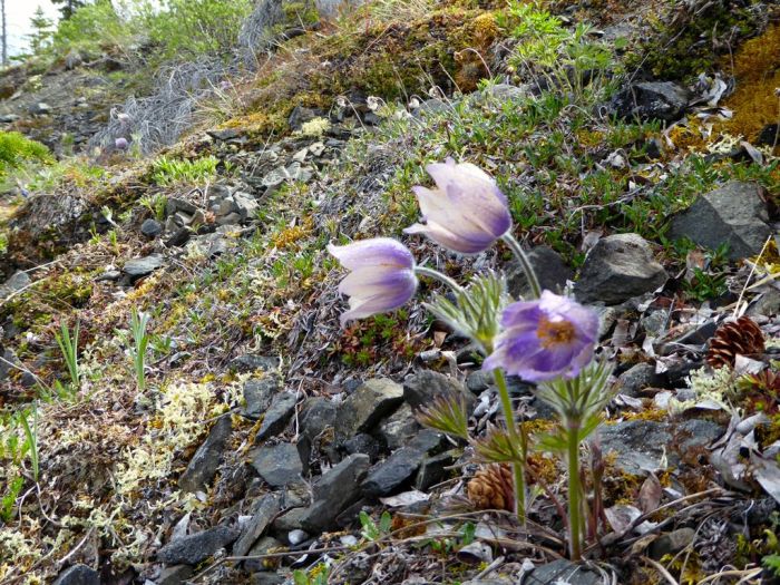 Blooming Pulsalilla, (Anemone patens) Northern Crosus, wildflower, alpine, tundra