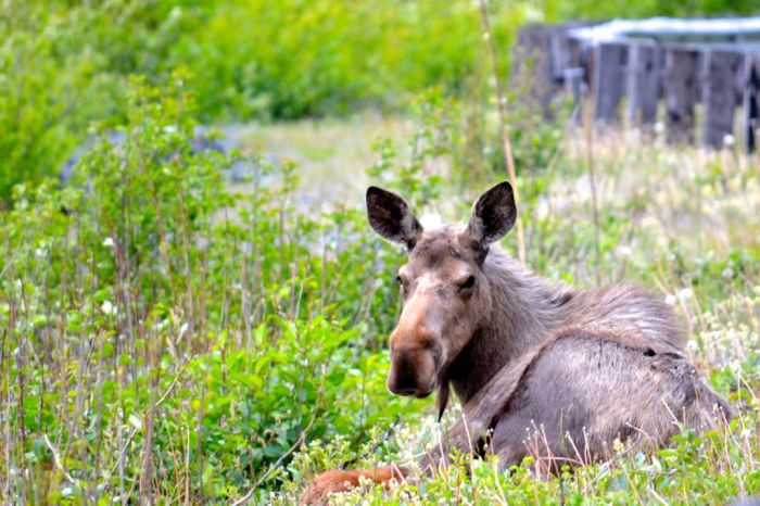 Moose by the Haines Highway