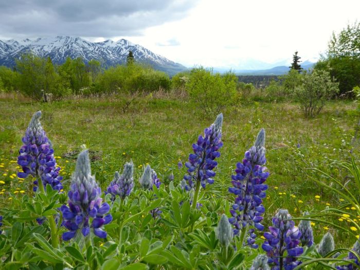 Arctic Lupine flowers by the roadside