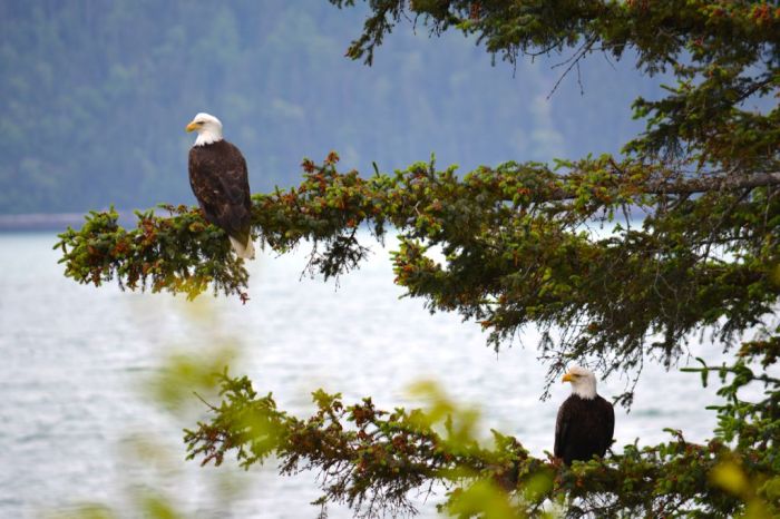 Bald-eagles in pine tree