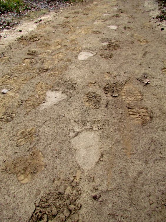 Bear track on the Sheep Creek trail