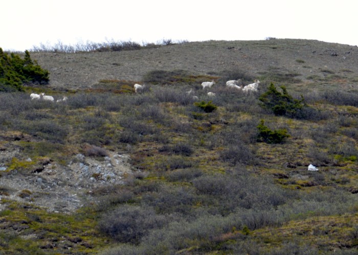 Dall Sheep on the distant mountain slope
