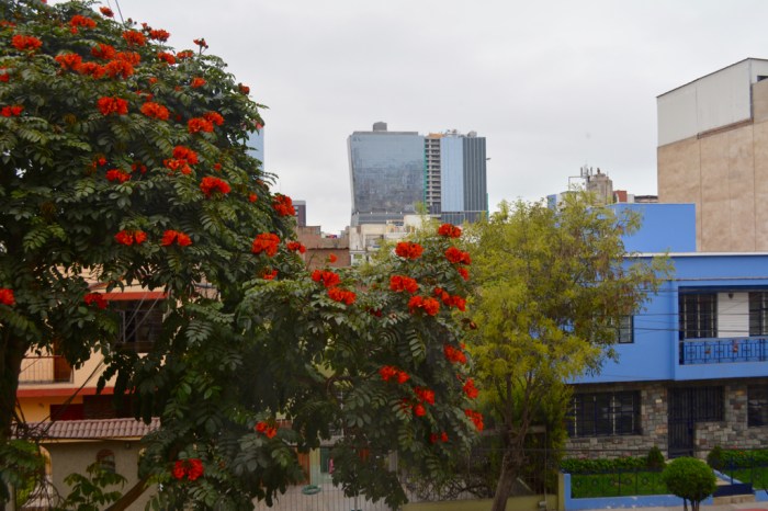 Tree in bloom in Lince, Peru