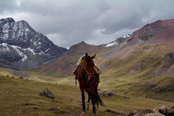 Horse in Ausangate, Peruvian Andes, Rainbow Mountain