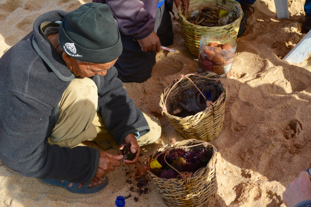 Fishermen preparing Sea Urchins