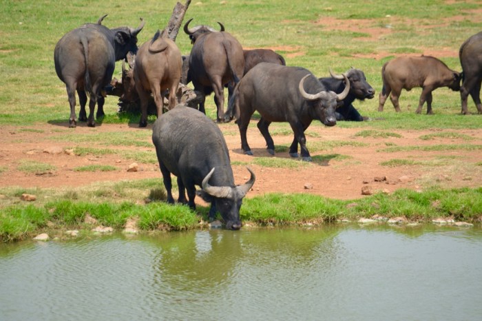 Water Buffalo