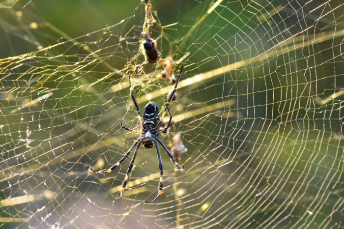 Gold web spider
