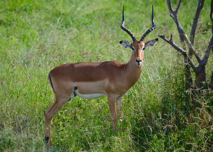 Impala, male
