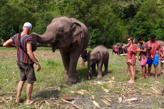 No Riding, Elephant Jungle Sanctuary. Chiang Mai