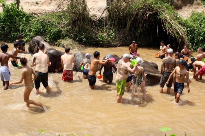 No Riding, Elephant Jungle Sanctuary. Chiang Mai