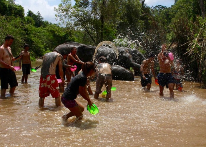 No Riding, Elephant Jungle Sanctuary. Chiang Mai