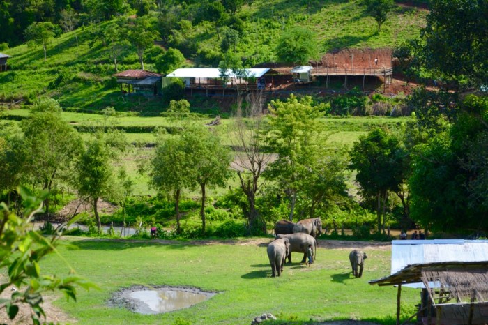 No Riding, Elephant Jungle Sanctuary. Chiang Mai