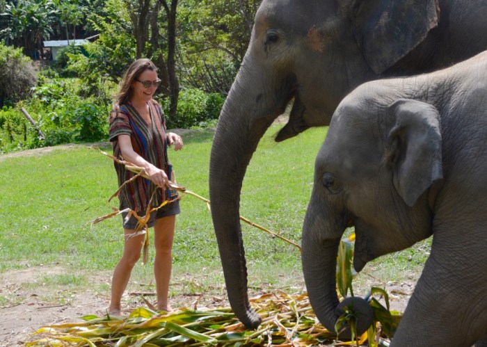 No Riding, Elephant Jungle Sanctuary. Chiang Mai